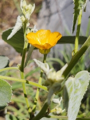 Allowissadula holosericea