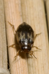 Hydroglyphus geminus