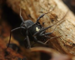 Nemastoma bimaculatum