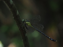 Leptogomphus sauteri formosanus