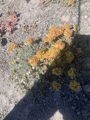 Eriogonum umbellatum