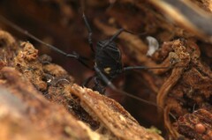 Nemastoma bimaculatum