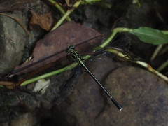 Leptogomphus sauteri formosanus