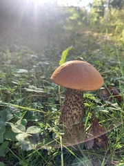 Leccinum aurantiacum