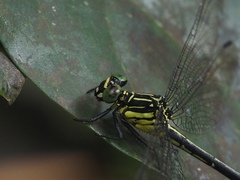 Leptogomphus sauteri formosanus