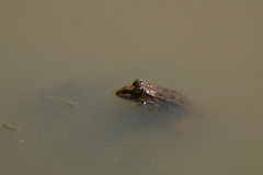 Pelophylax bedriagae