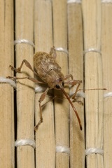 Curculio elephas