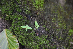 Commelina benghalensis