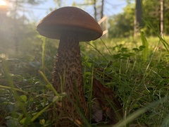 Leccinum aurantiacum