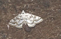 Nymphula nitidulata
