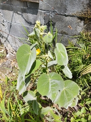 Allowissadula holosericea