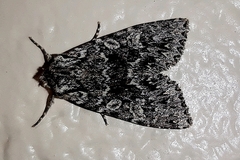 Acronicta impleta
