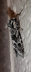 Acronicta impleta