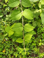 Verbenaceae