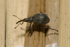 Hemitrichapion pavidum