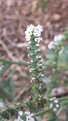 Heliotropium europaeum