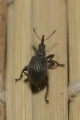 Hemitrichapion pavidum