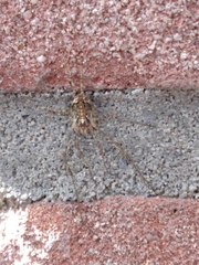 Paroligolophus agrestis