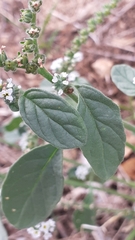 Heliotropium europaeum