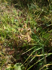 Heracleum sphondylium