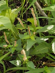 Acalypha adenostachya