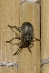 Hemitrichapion pavidum