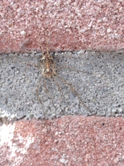 Paroligolophus agrestis