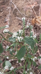 Heliotropium europaeum