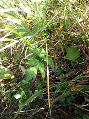 Heracleum sphondylium
