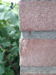 Paroligolophus agrestis