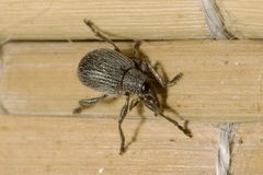 Hemitrichapion pavidum