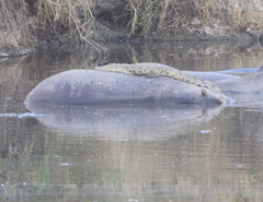 Hippopotamus amphibius