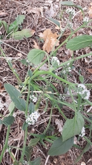 Heliotropium europaeum