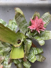 Aechmea fasciata