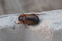 Amphimallon solstitiale