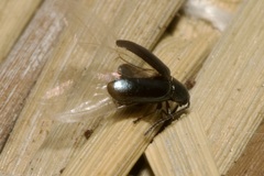 Phyllotreta