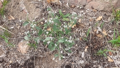 Heliotropium europaeum