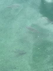 Oreochromis