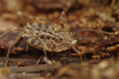 Homalenotus quadridentatus