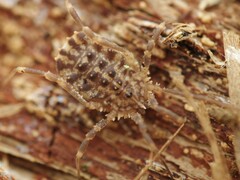 Homalenotus quadridentatus