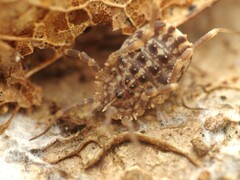 Homalenotus quadridentatus