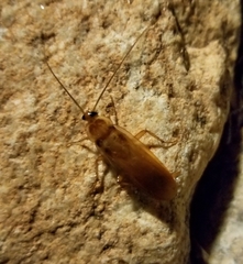 Shelfordella lateralis