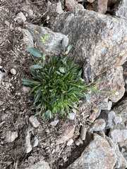 Caryophyllaceae