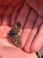 Euphydryas anicia