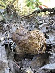 Calvatia craniiformis