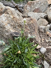 Caryophyllaceae
