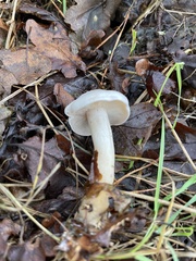 Hygrophorus eburneus
