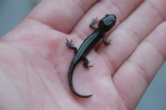 Ambystoma macrodactylum