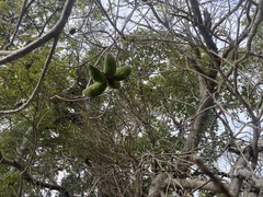 Sterculia quadrifida