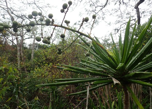 Dracaena xiphophylla